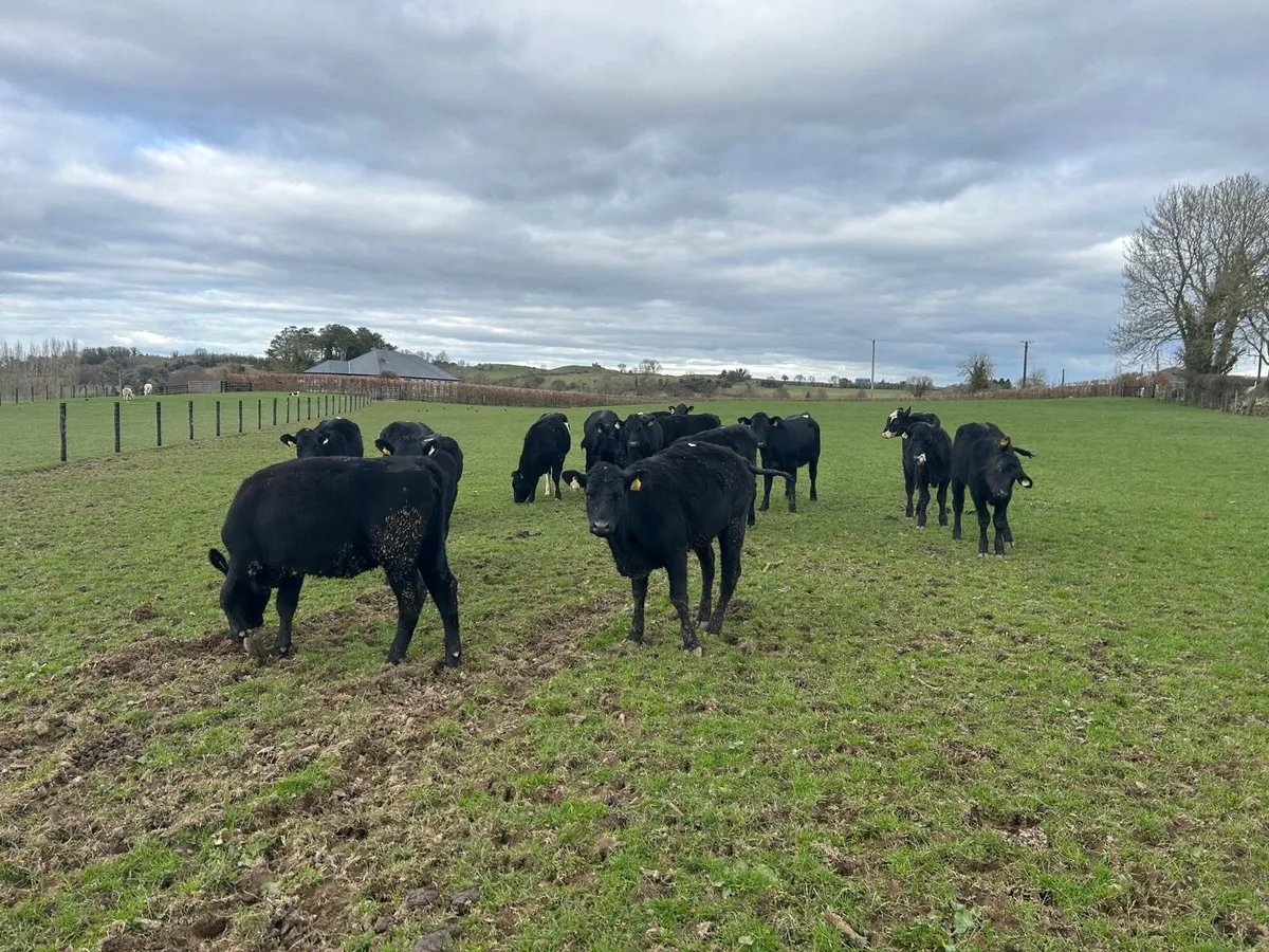 18 super 340 kg Angus store heifers - Image 1
