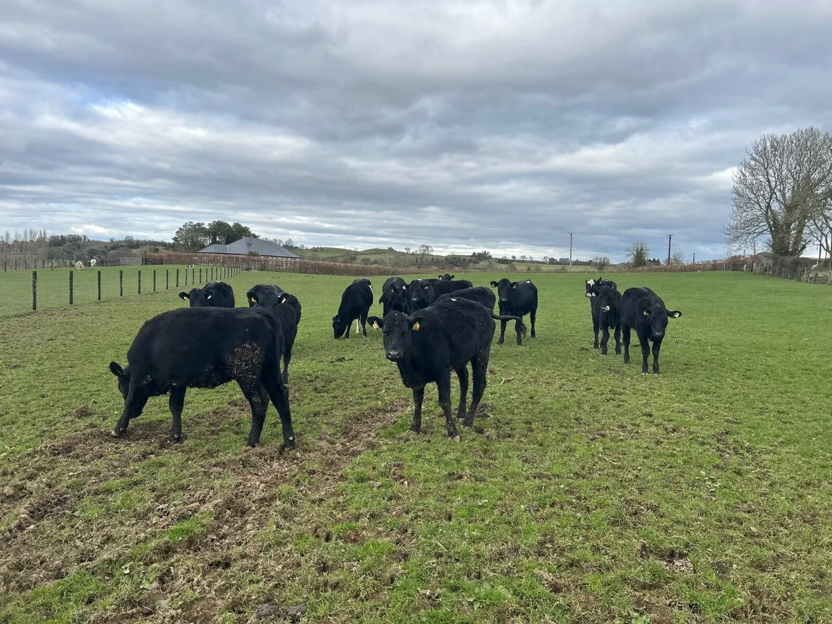 18 super 340 kg Angus store heifers - Image 2