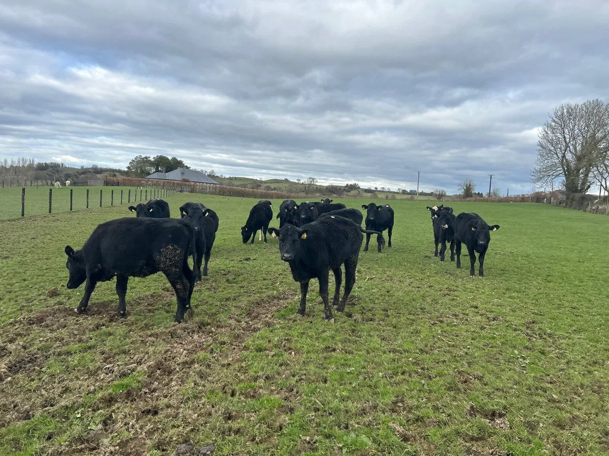 18 super 340 kg Angus store heifers - Image 3