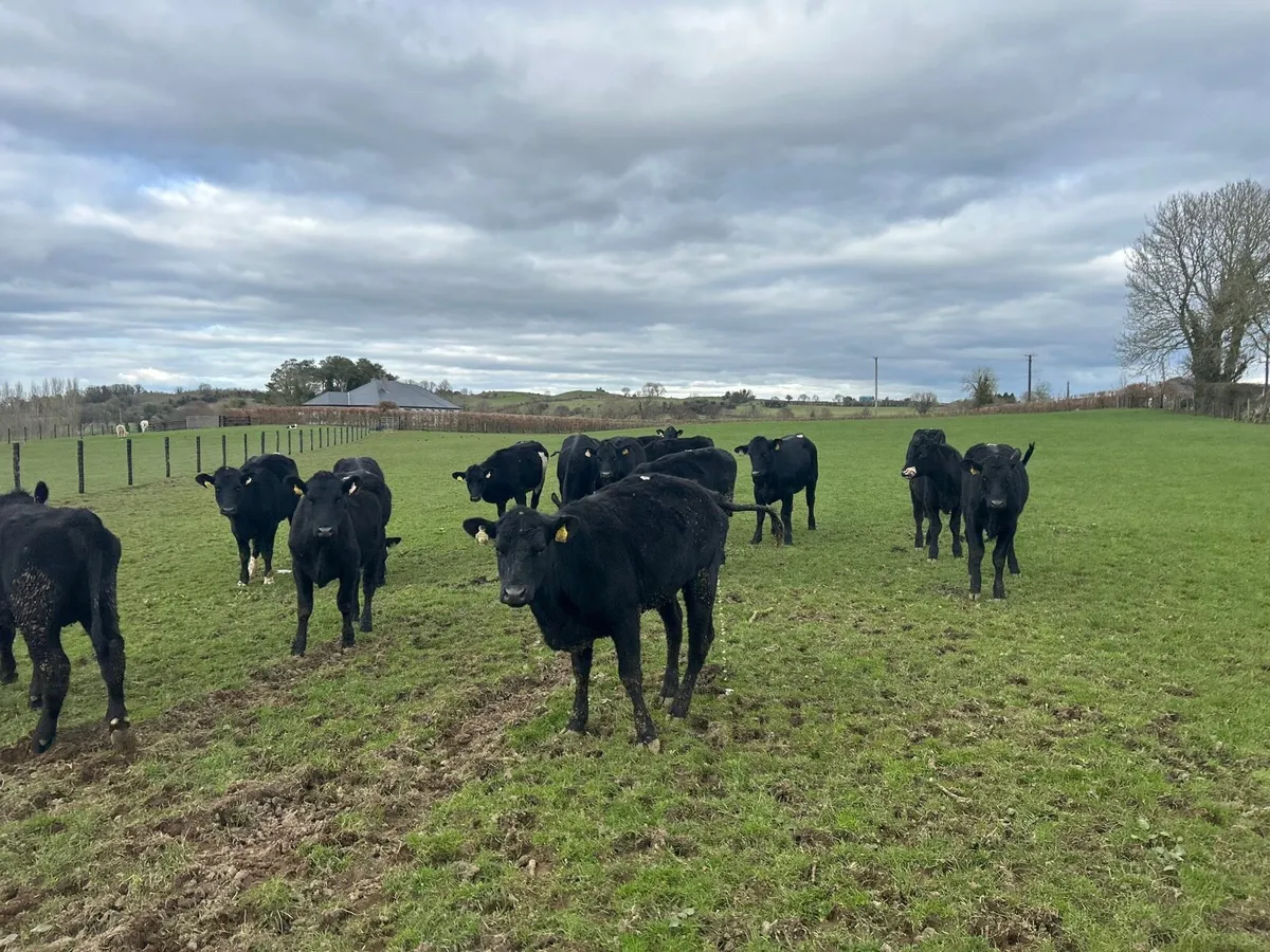 18 super 340 kg Angus store heifers - Image 4