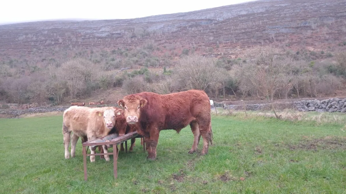 5*  Limousin Pedigree Bull - Image 1