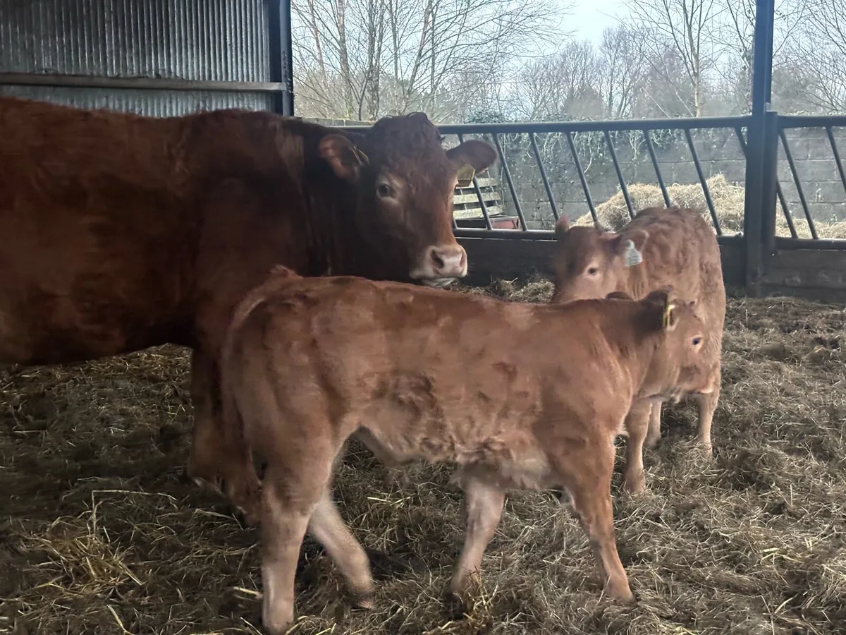 2 Limousin cows and Calf’s - Image 1