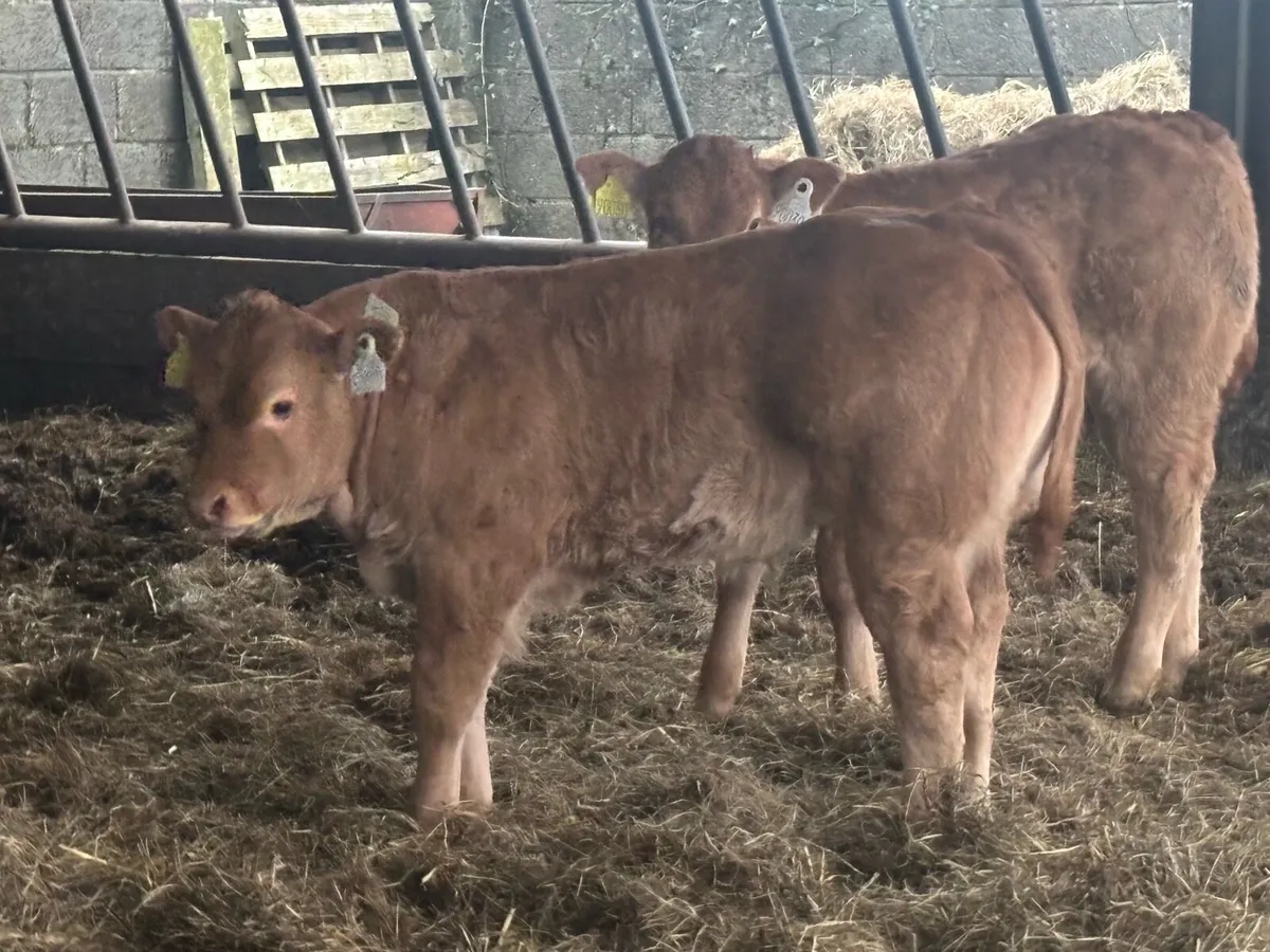 2 Limousin cows and Calf’s - Image 2