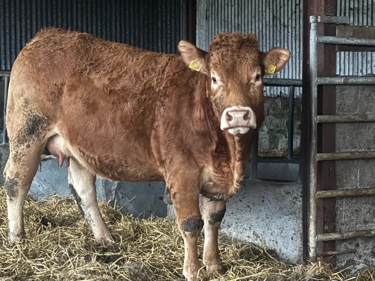 2 Limousin cows and Calf’s - Image 3