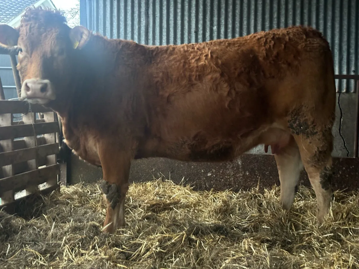 2 Limousin cows and Calf’s - Image 4