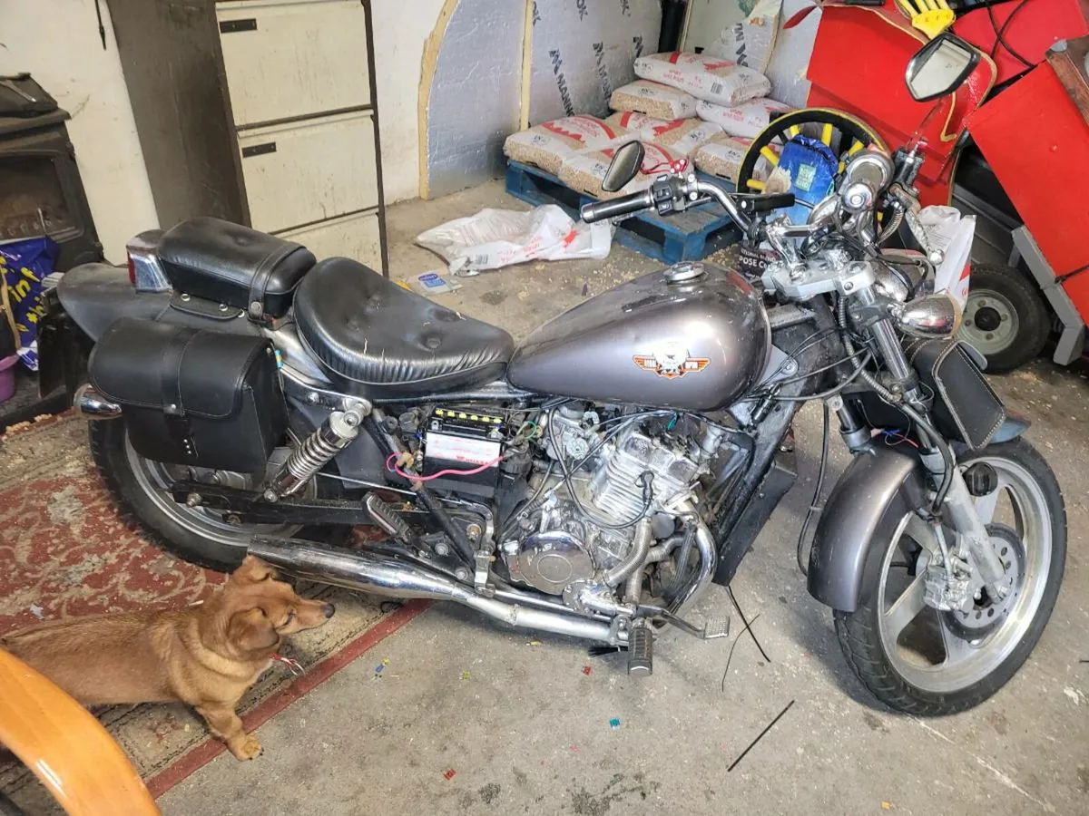 Ajs regal raptor - Image 4