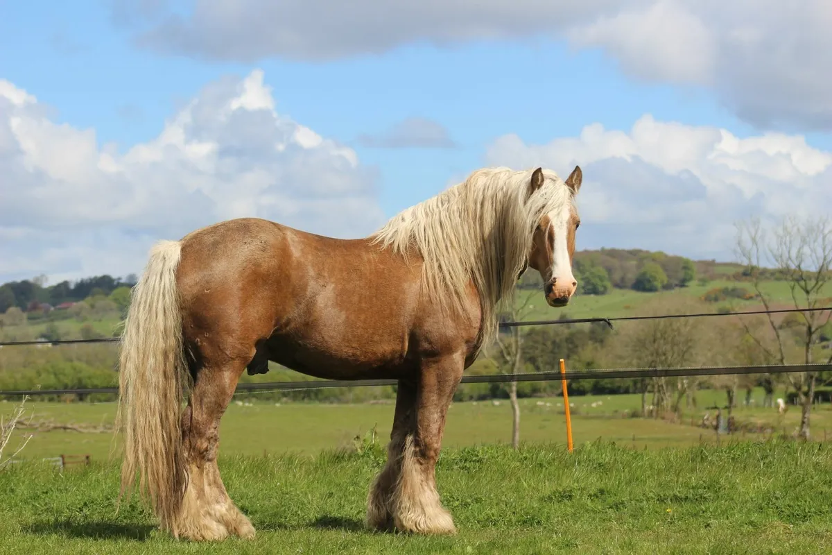 8 Stallions at stud - Image 3