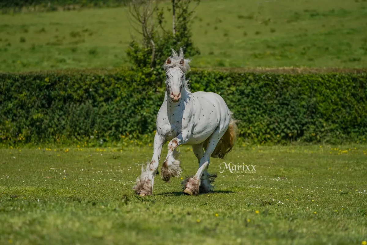 8 Stallions at stud - Image 4