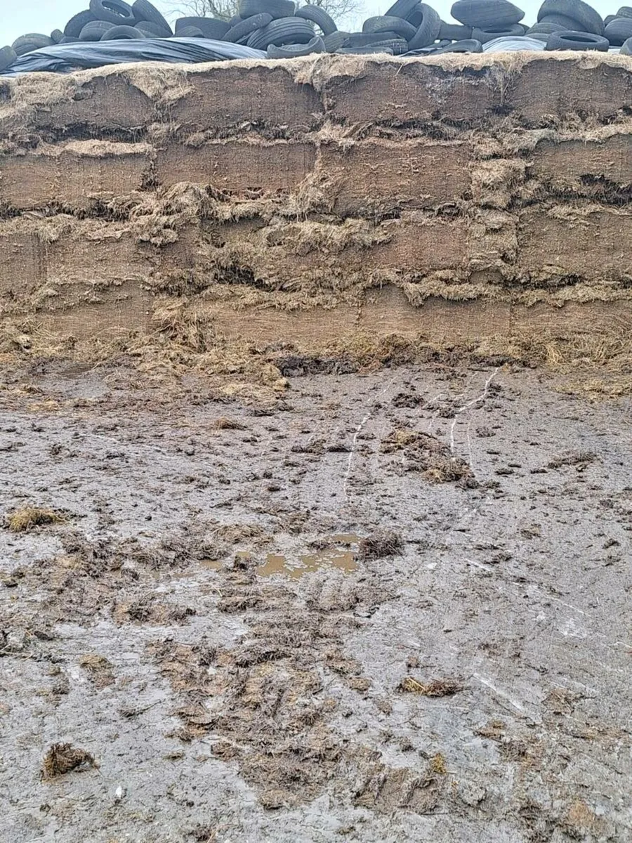 Pit silage