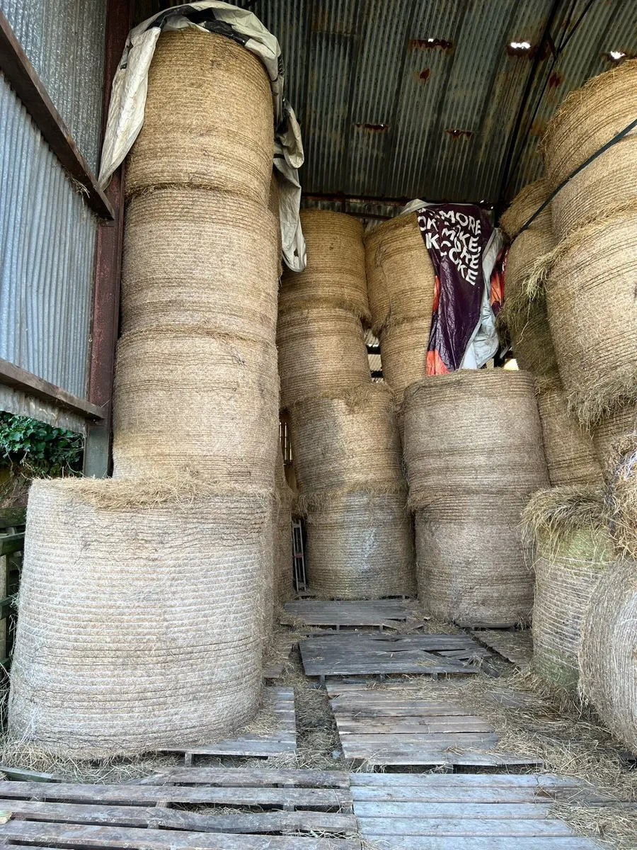 Hay and silage - Image 2