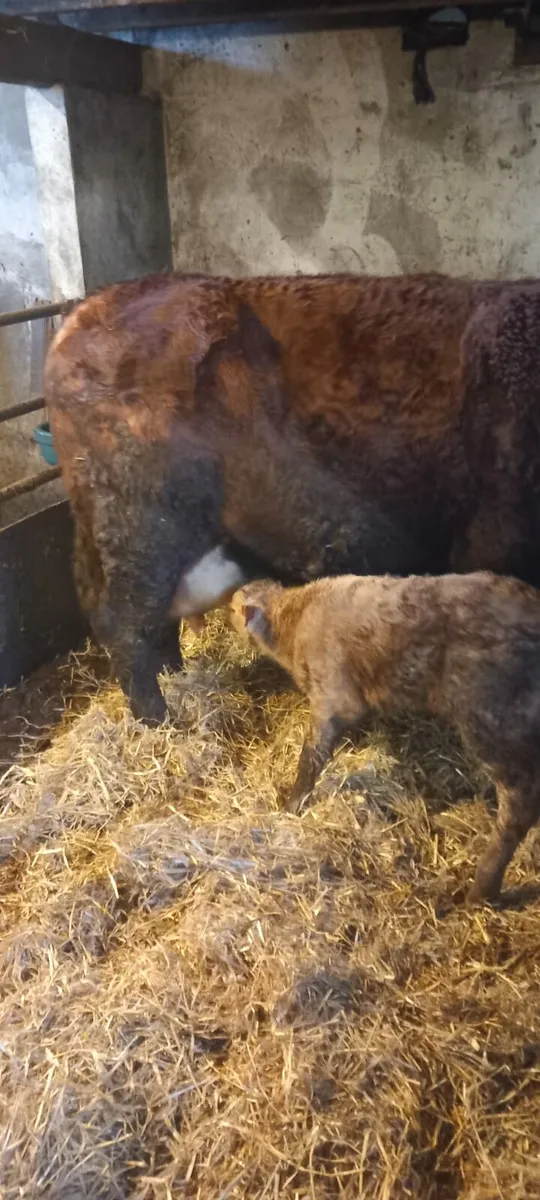 CH Bull Calf-AI Bred - Image 1
