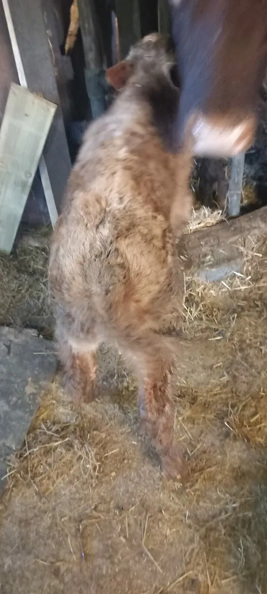 CH Bull Calf-AI Bred - Image 2