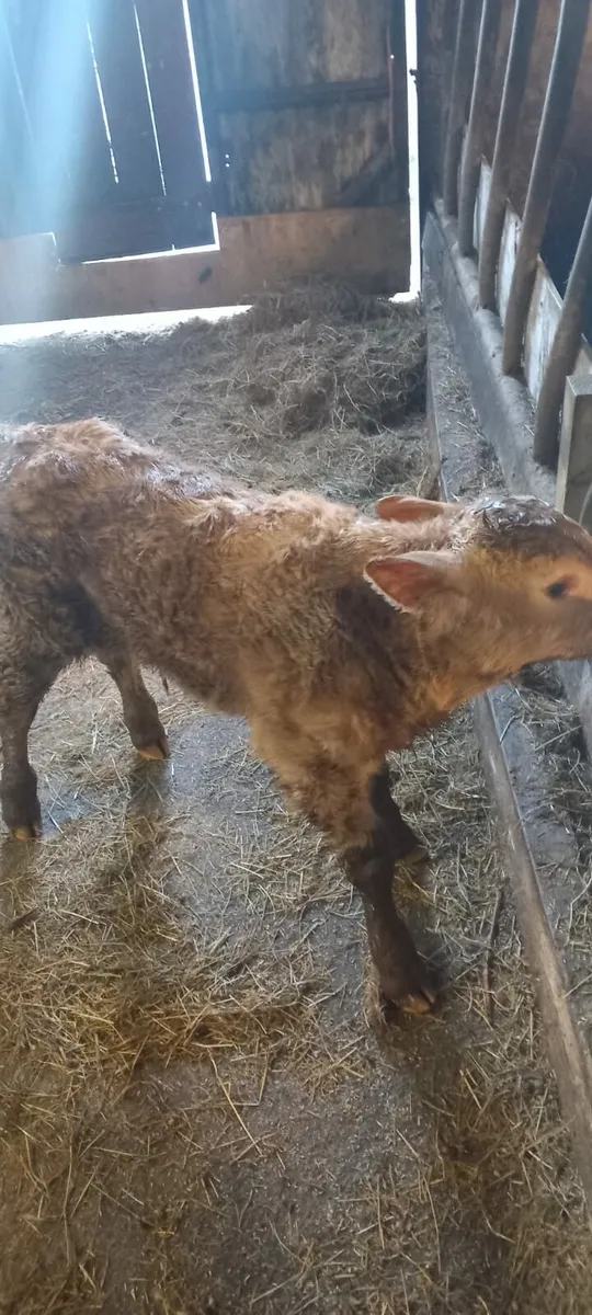 CH Bull Calf-AI Bred - Image 3