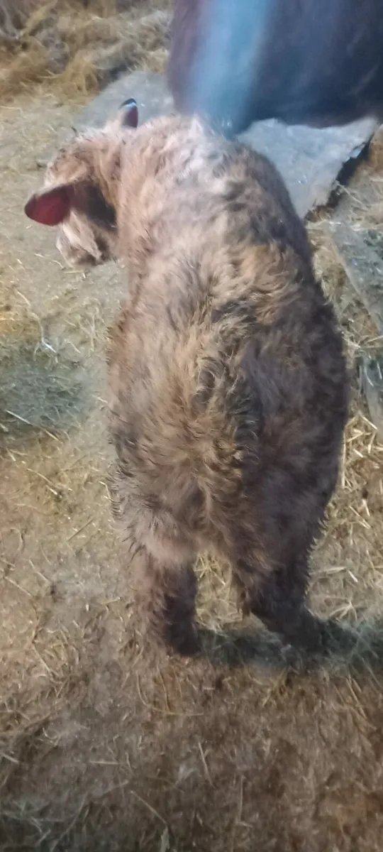 CH Bull Calf-AI Bred - Image 4