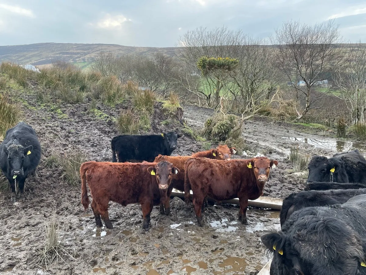 Pedigree dexter herd dispersal - Image 1