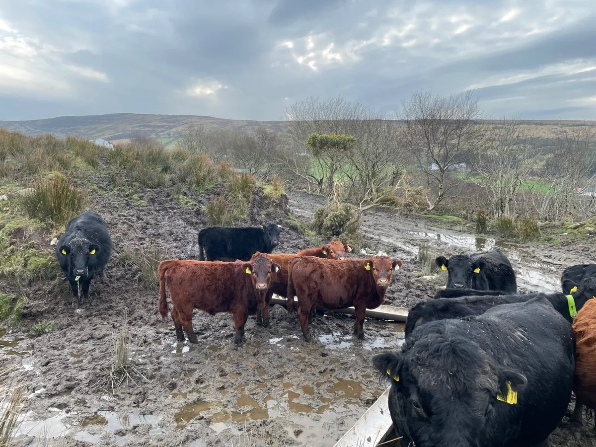 Pedigree dexter herd dispersal - Image 2