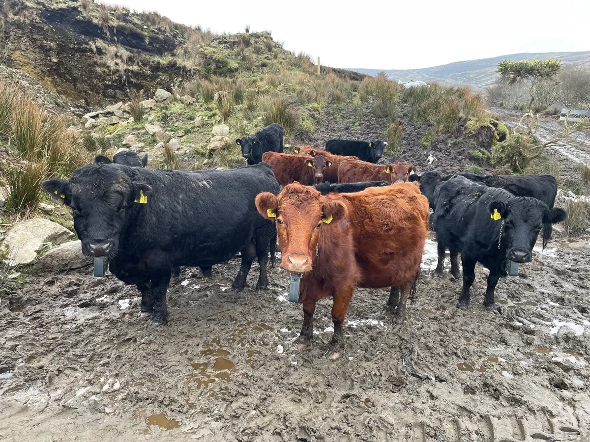 Pedigree dexter herd dispersal - Image 4