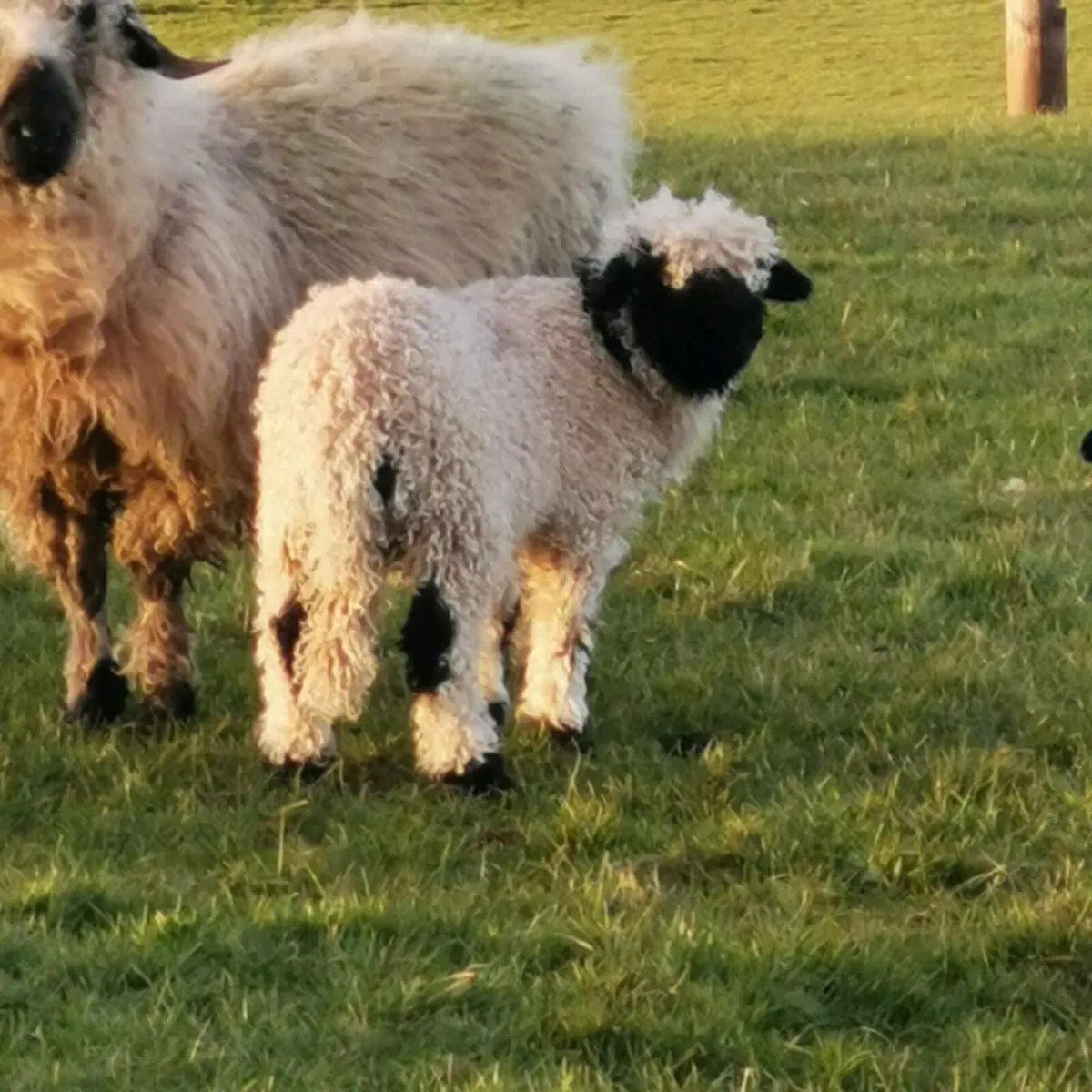 Valais Blacknose Sheep - Image 3