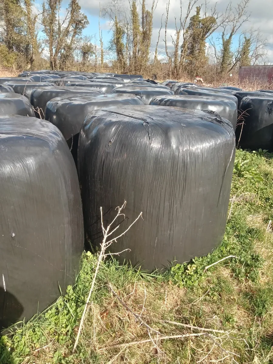 Silage bales - Image 1