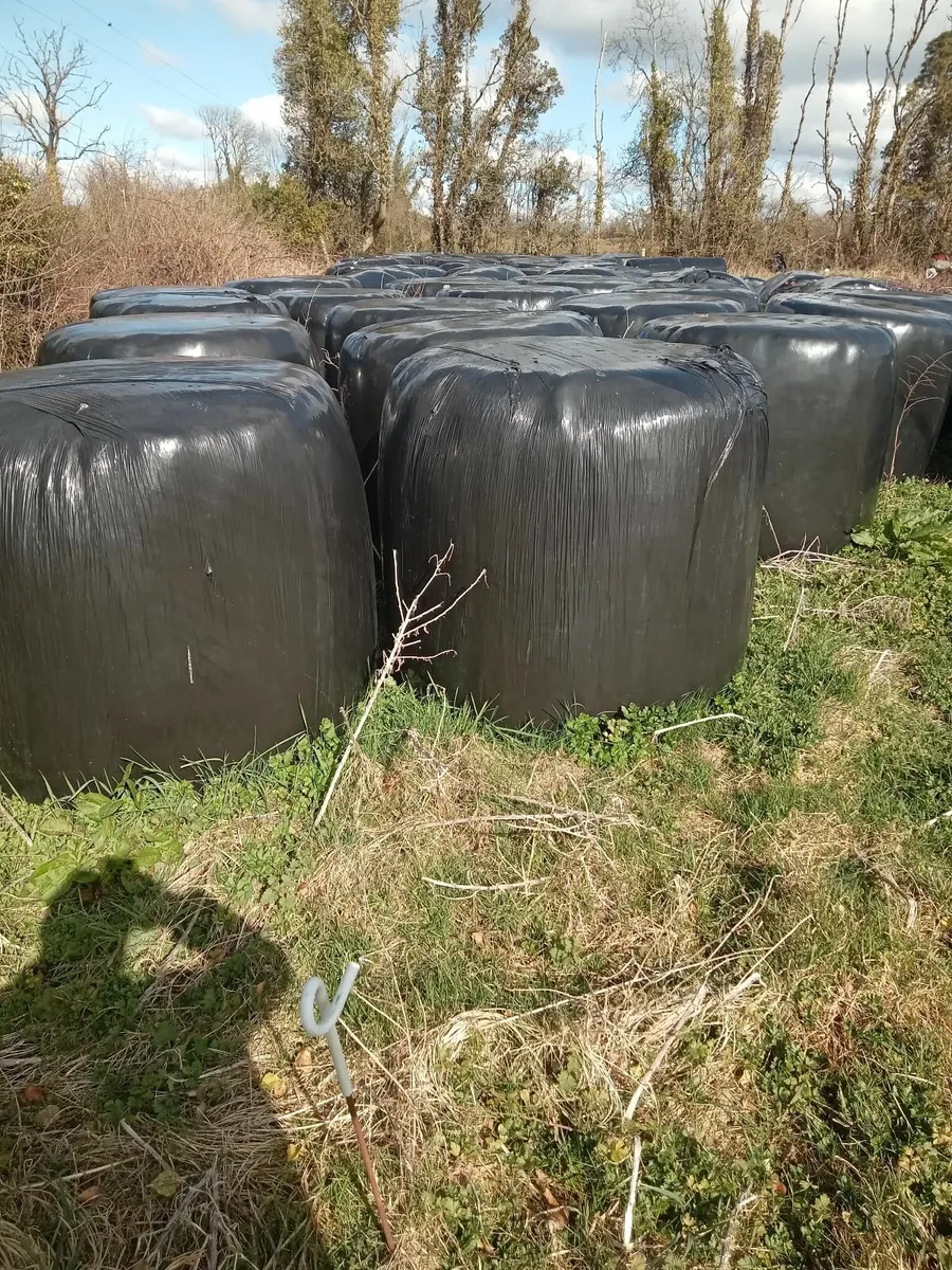 Silage bales - Image 2