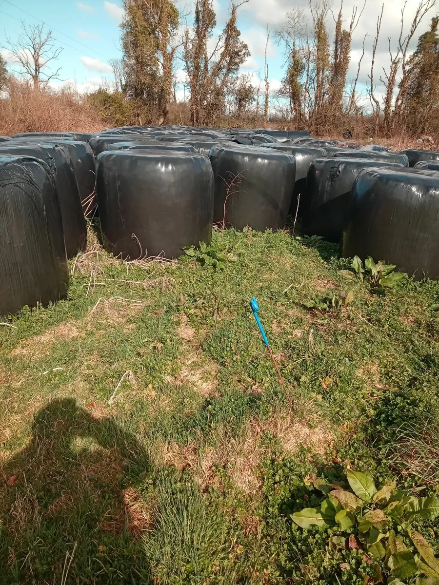 Silage bales - Image 3