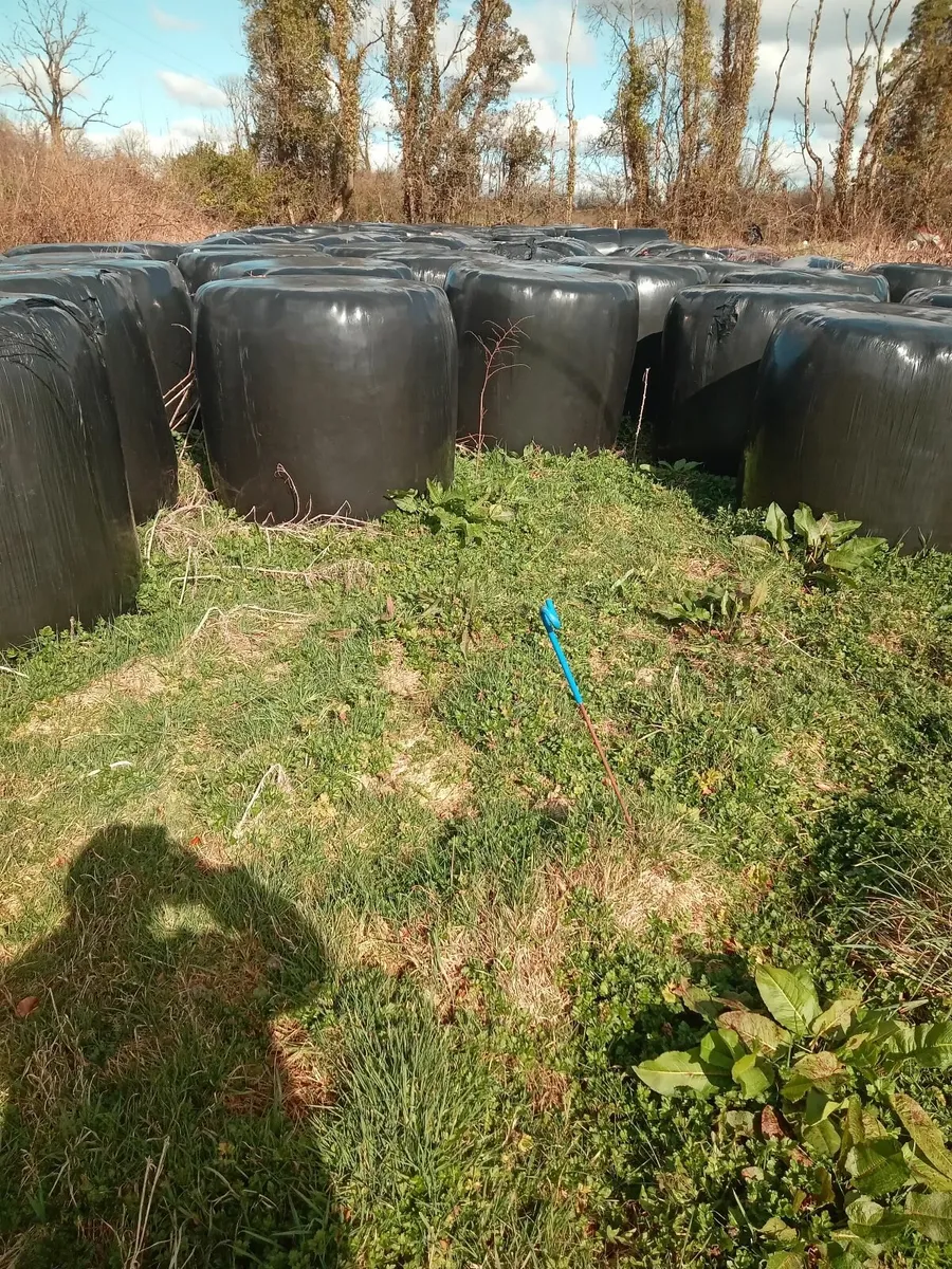 Silage bales - Image 4