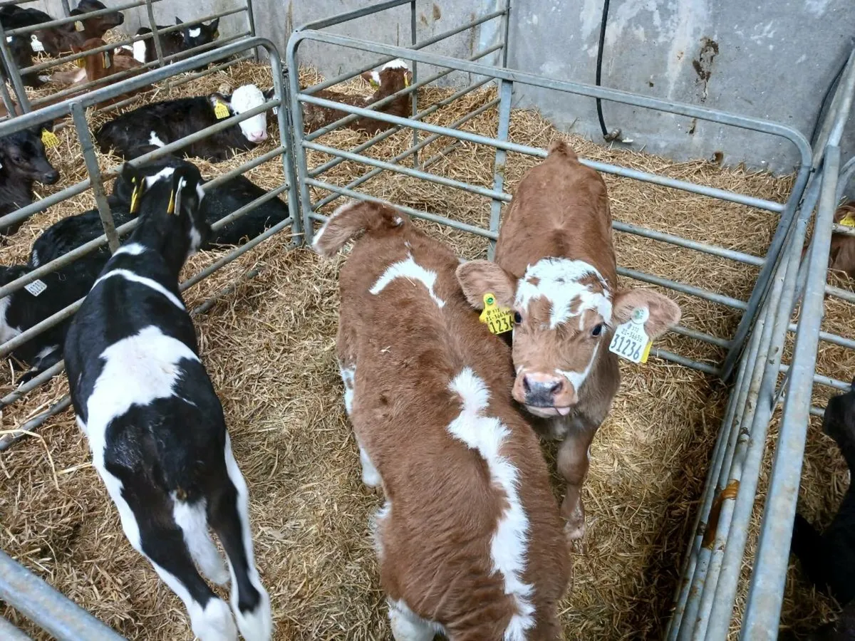 Whitehead calves - Image 1