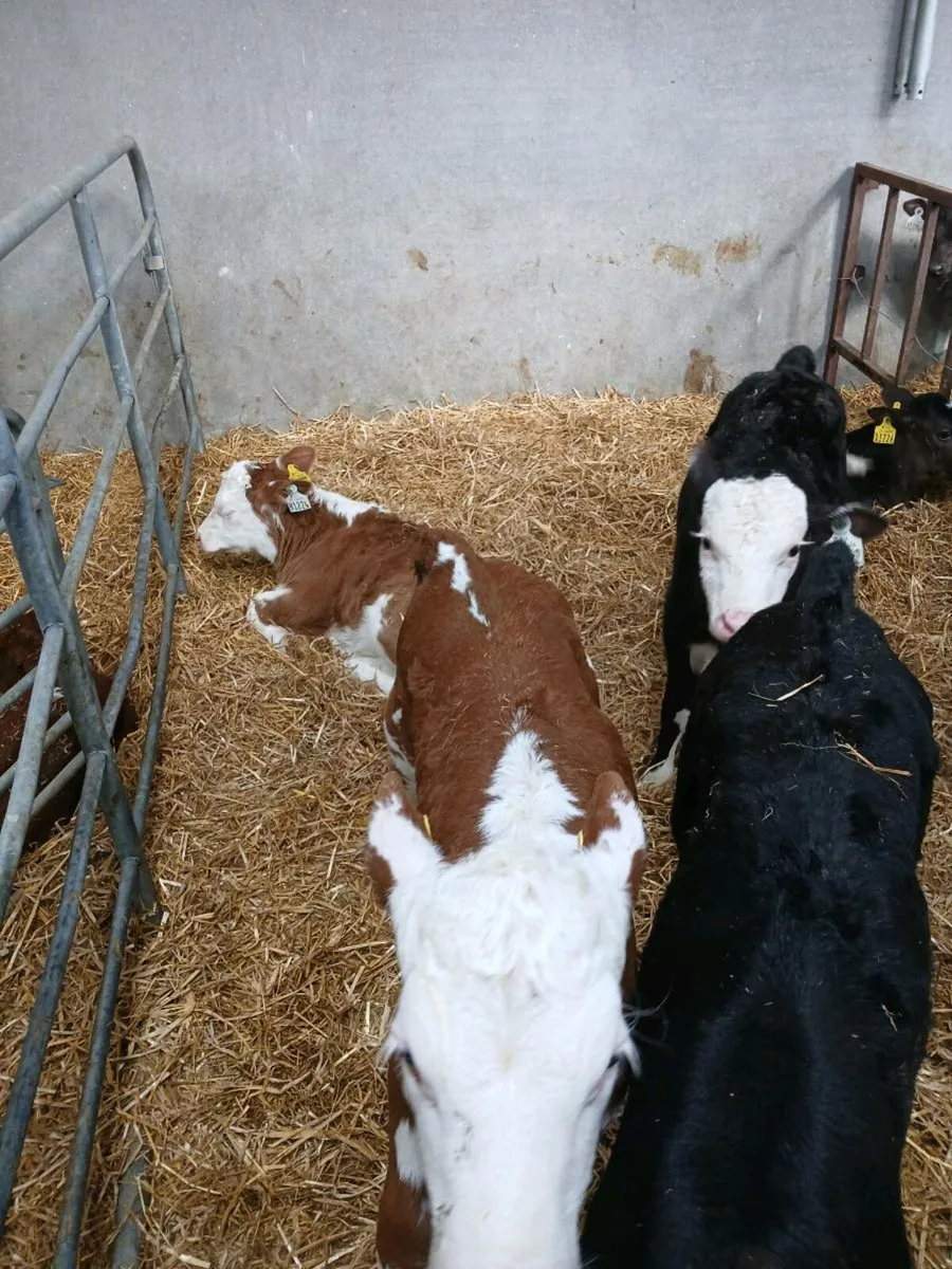 Whitehead calves - Image 2