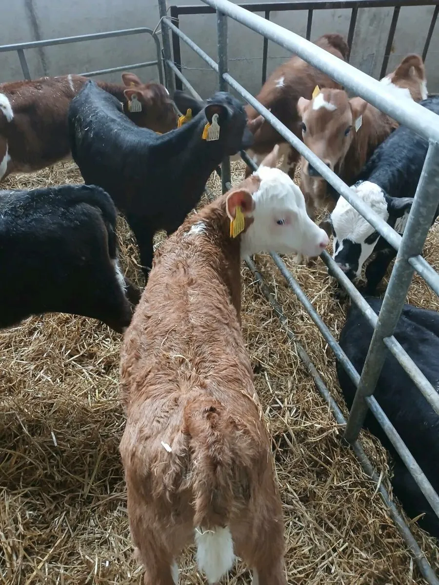 Whitehead calves - Image 3