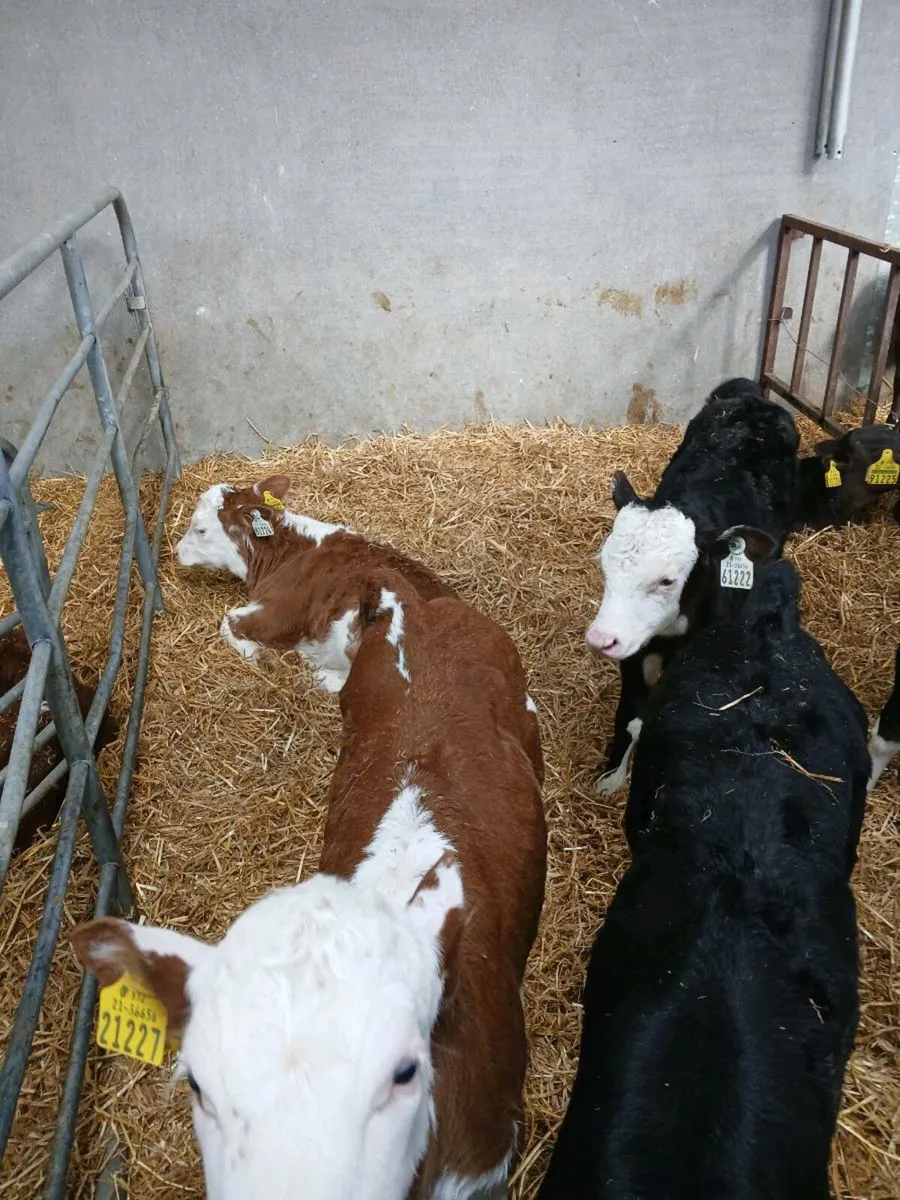 Whitehead calves - Image 4