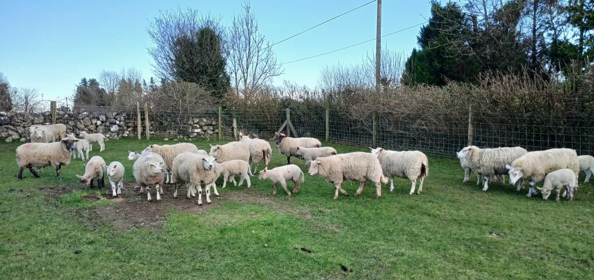 11 hoggets and 2 ewes with 17 lambs at foot