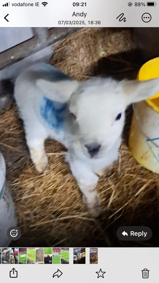 Pet lamb