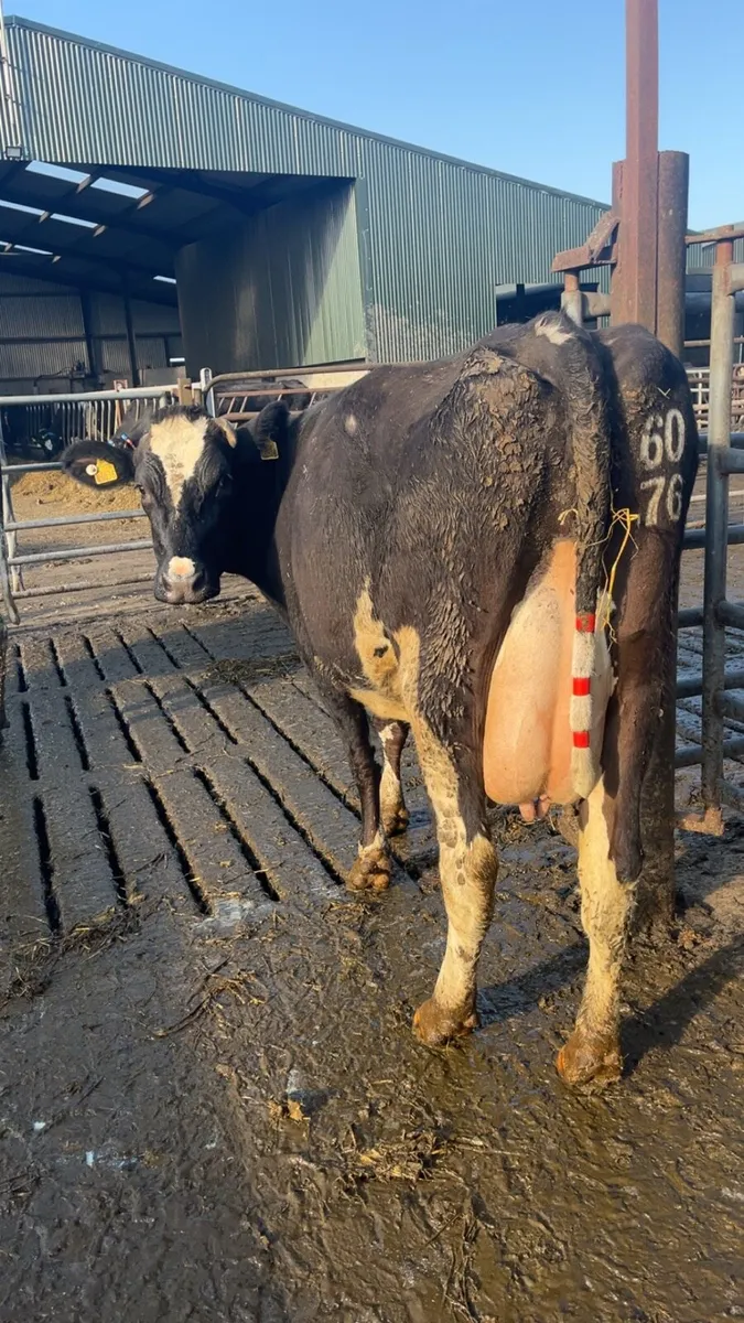 Cow to rear calves - Image 1