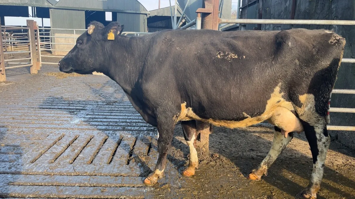Cow to rear calves - Image 2