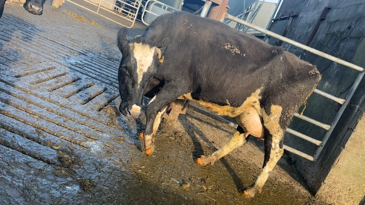 Cow to rear calves - Image 3