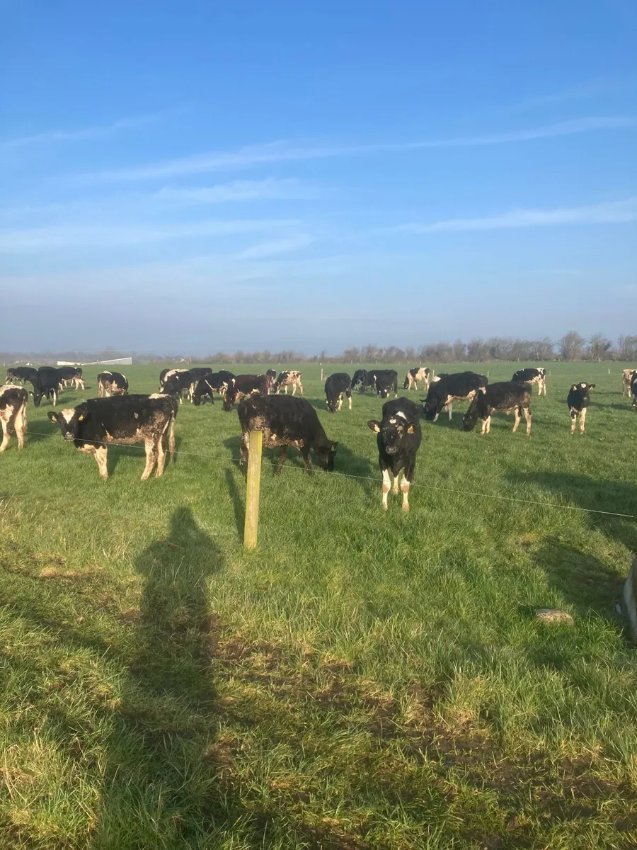 Maiden heifers