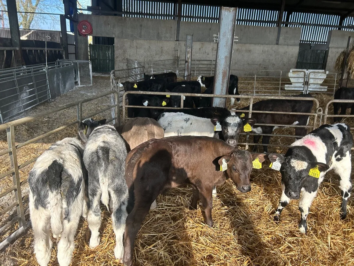 8 super  continental strong bull calf’s - Image 1