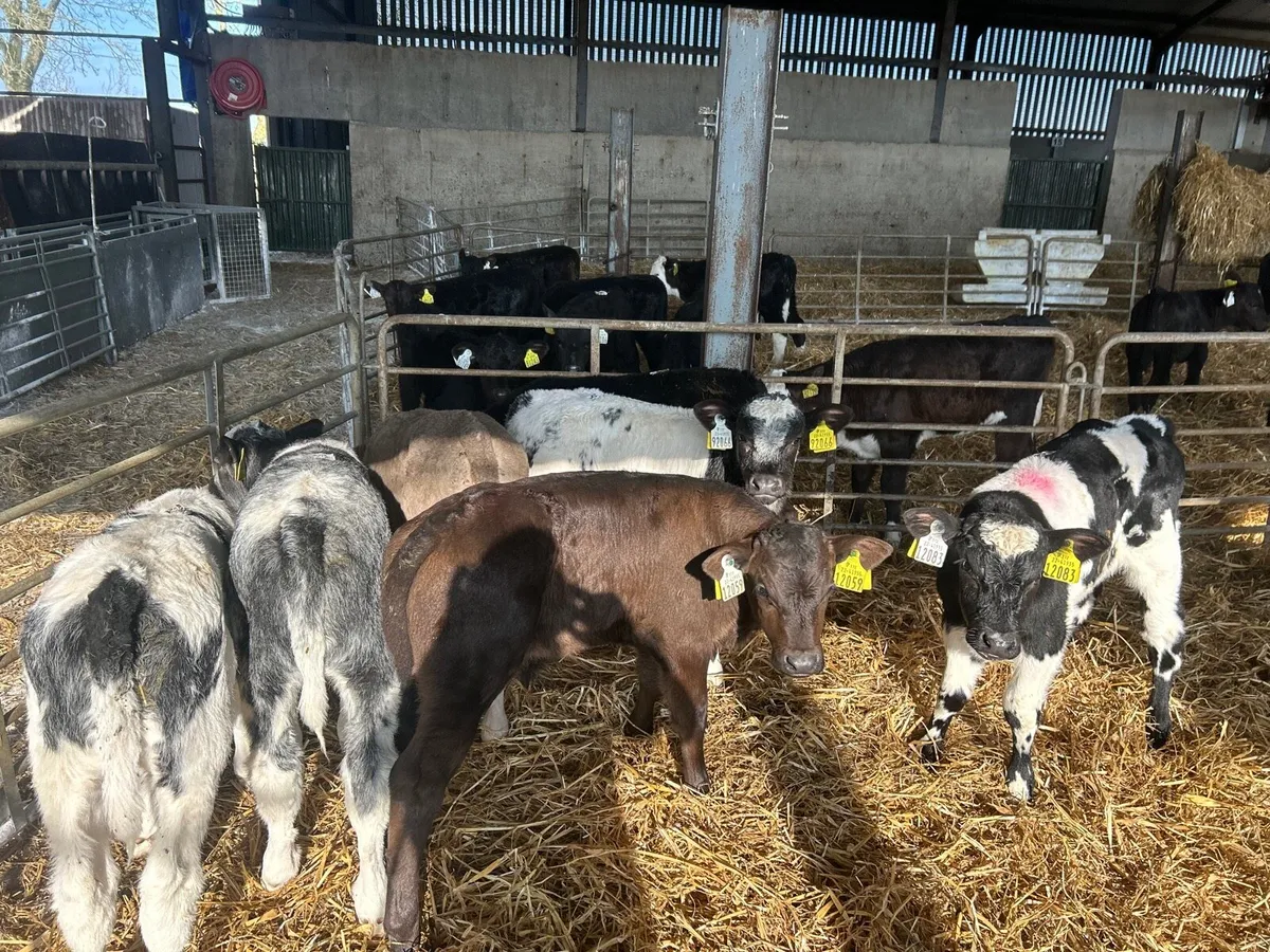 8 super  continental strong bull calf’s - Image 2