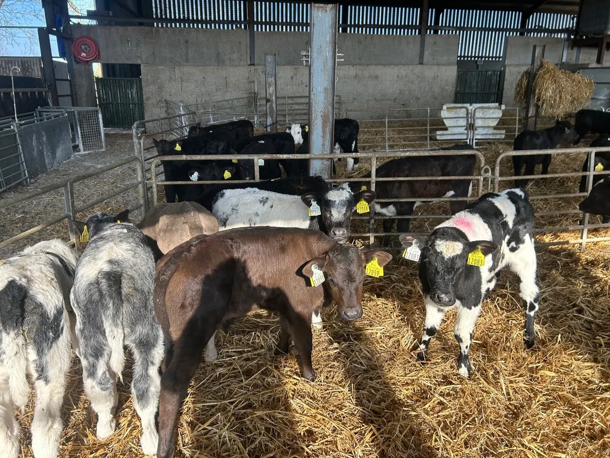 8 super  continental strong bull calf’s - Image 3