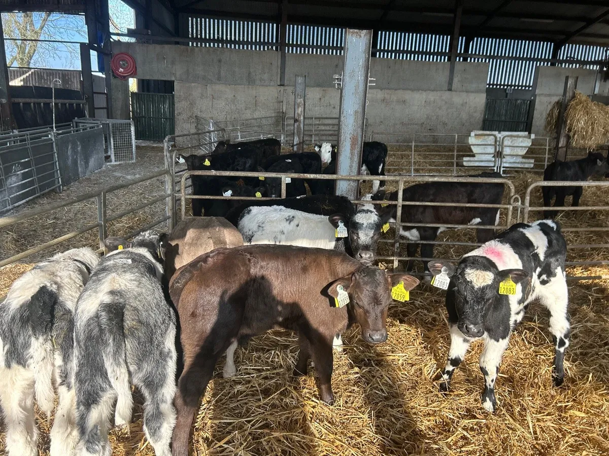 8 super  continental strong bull calf’s - Image 4