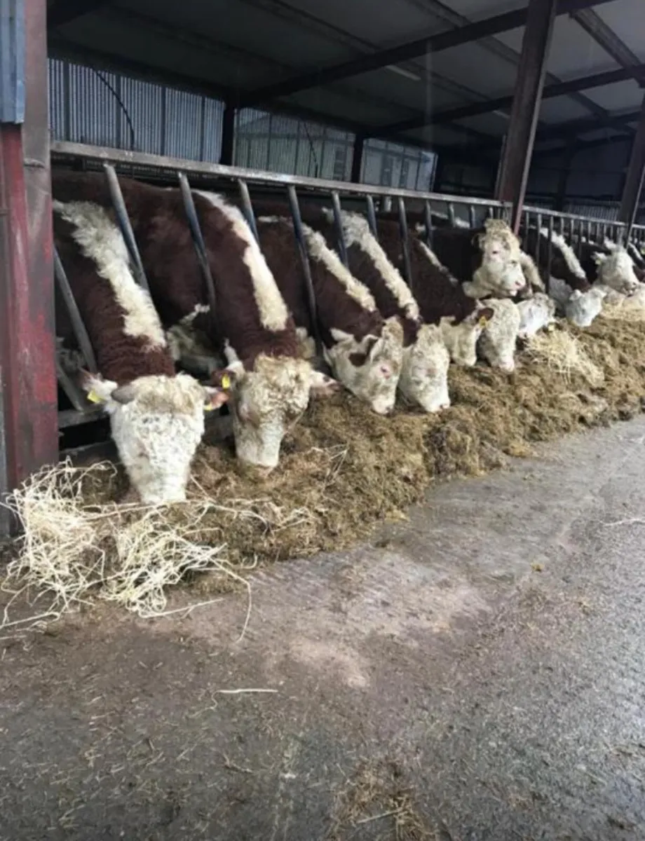 Pedigree Hereford Bulls for sale