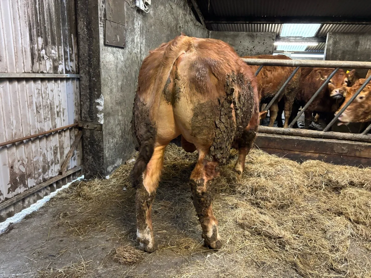 A.I & P.B.R Limousine Bull - Image 3