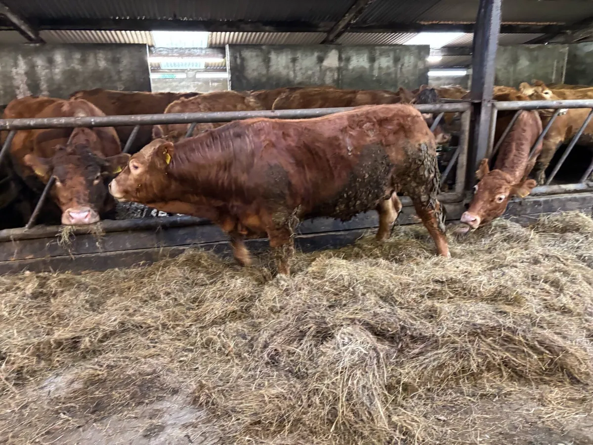 A.I & P.B.R Limousine Bull - Image 2