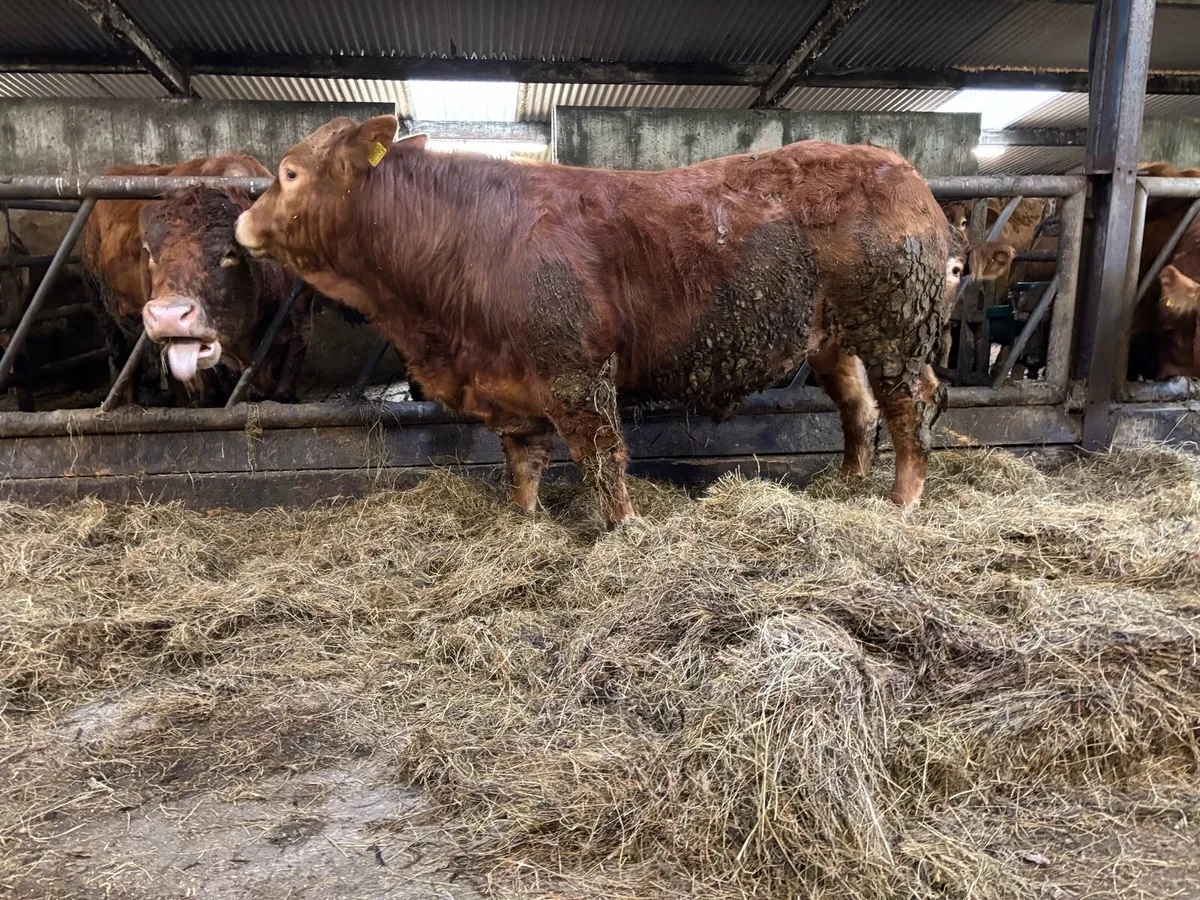 A.I & P.B.R Limousine Bull - Image 4