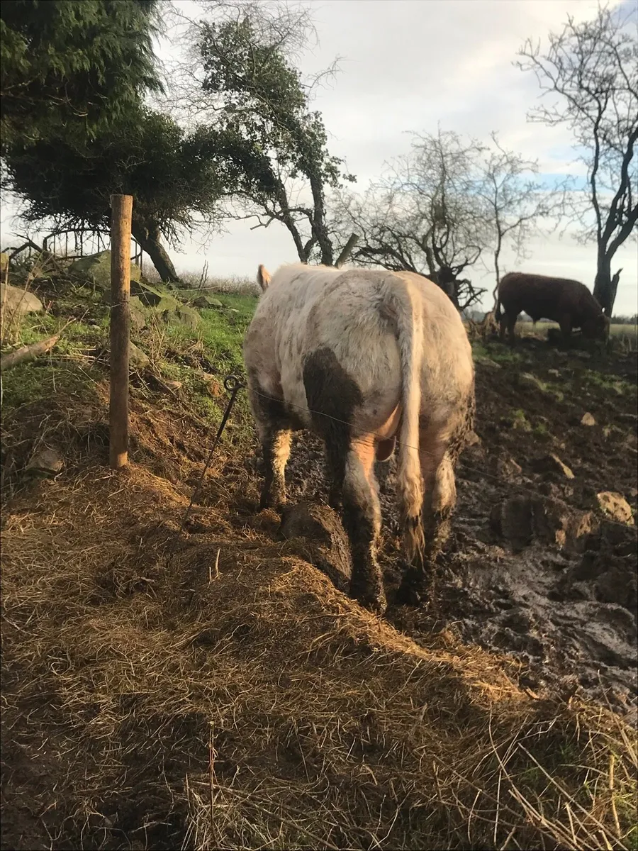 2 Charolais bulls - Image 1