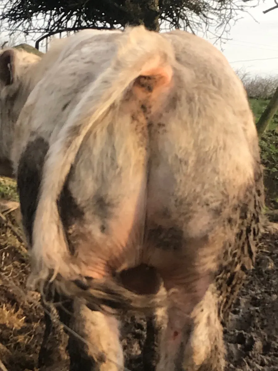 2 Charolais bulls - Image 2