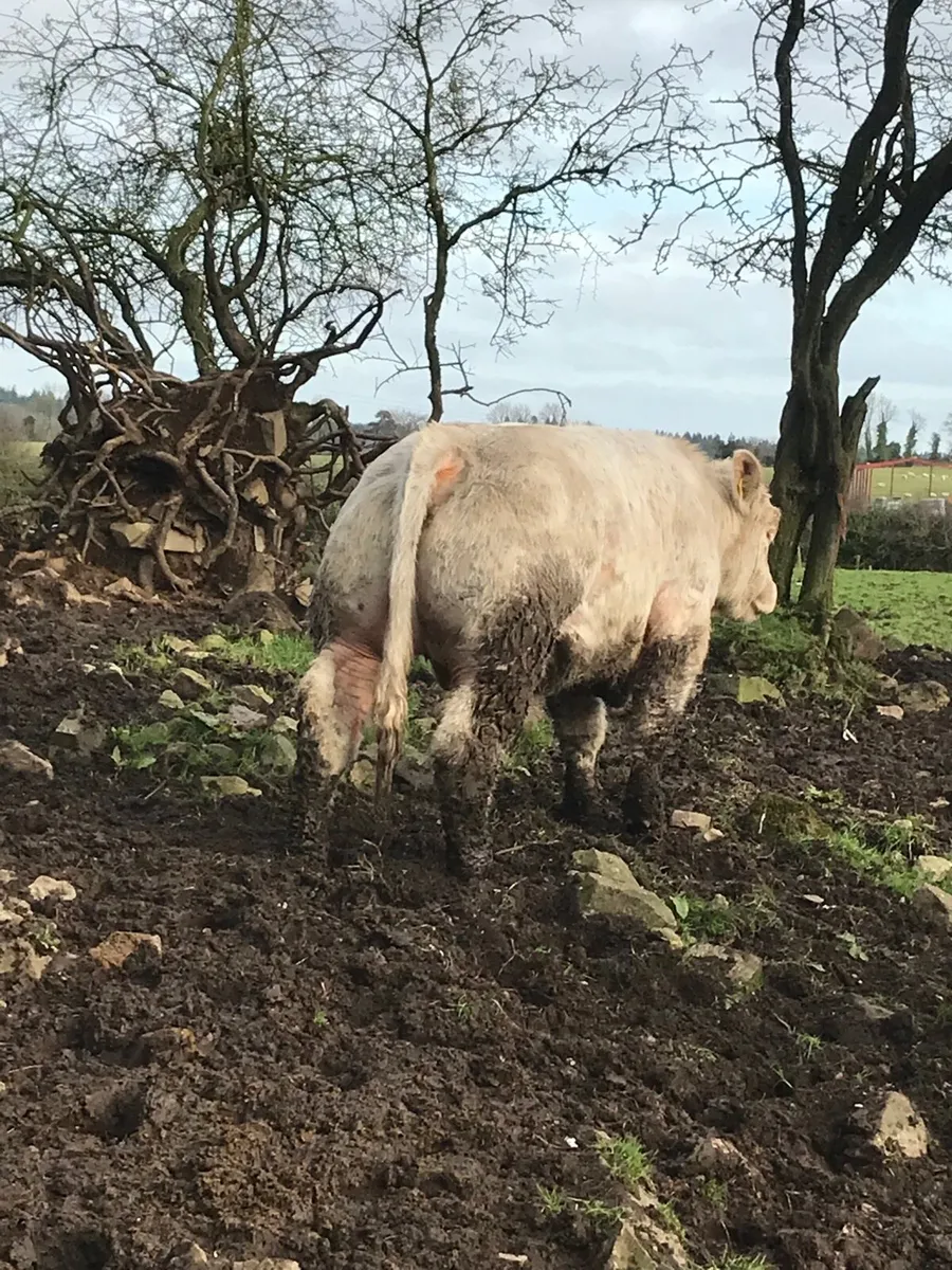 2 Charolais bulls - Image 3