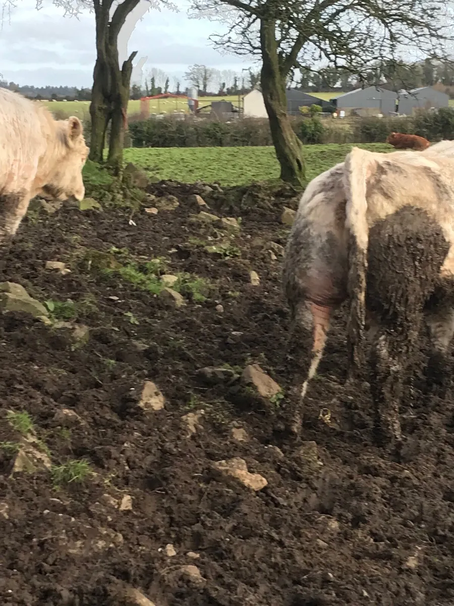 2 Charolais bulls - Image 4