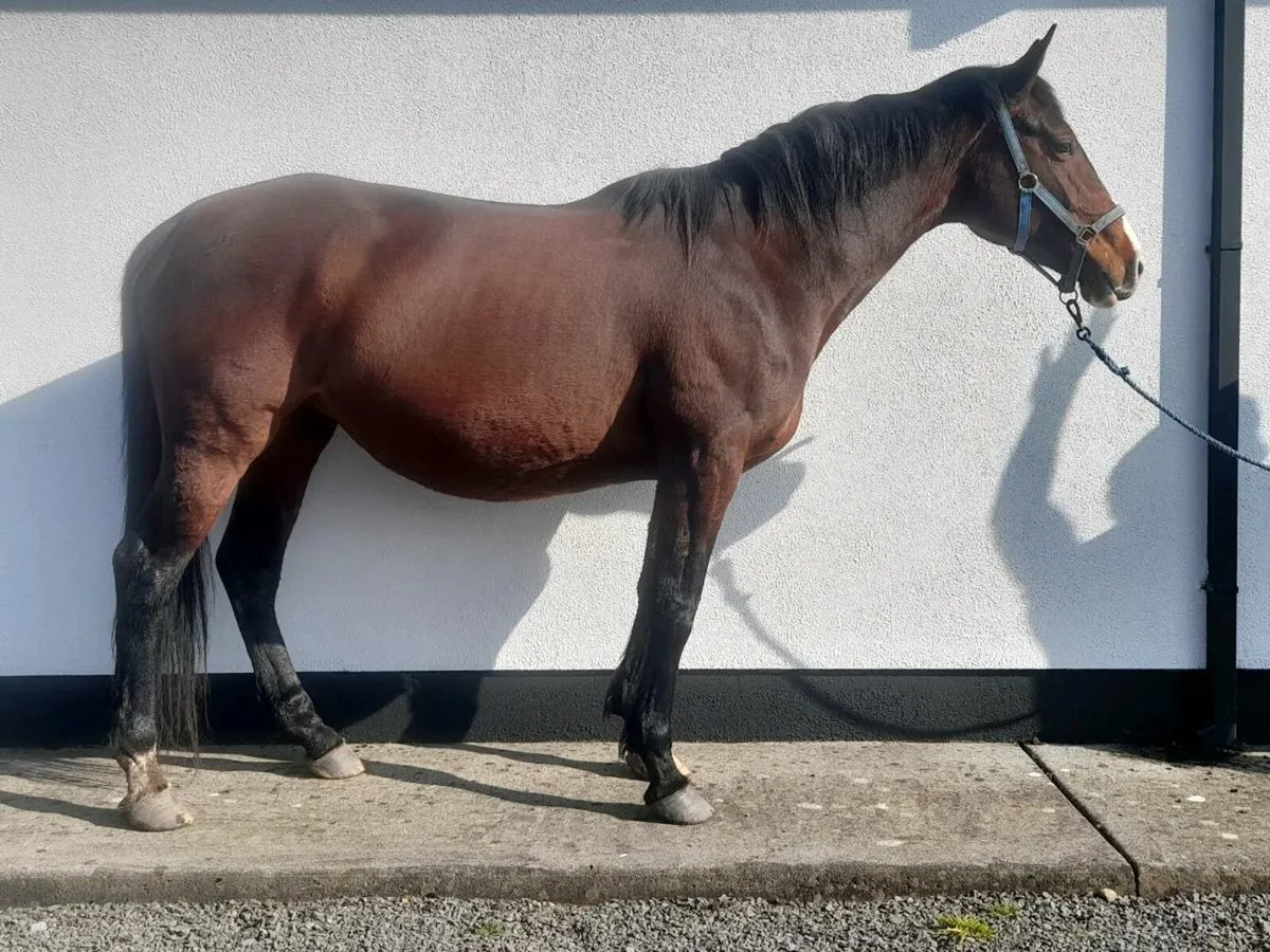 Horses - Image 1