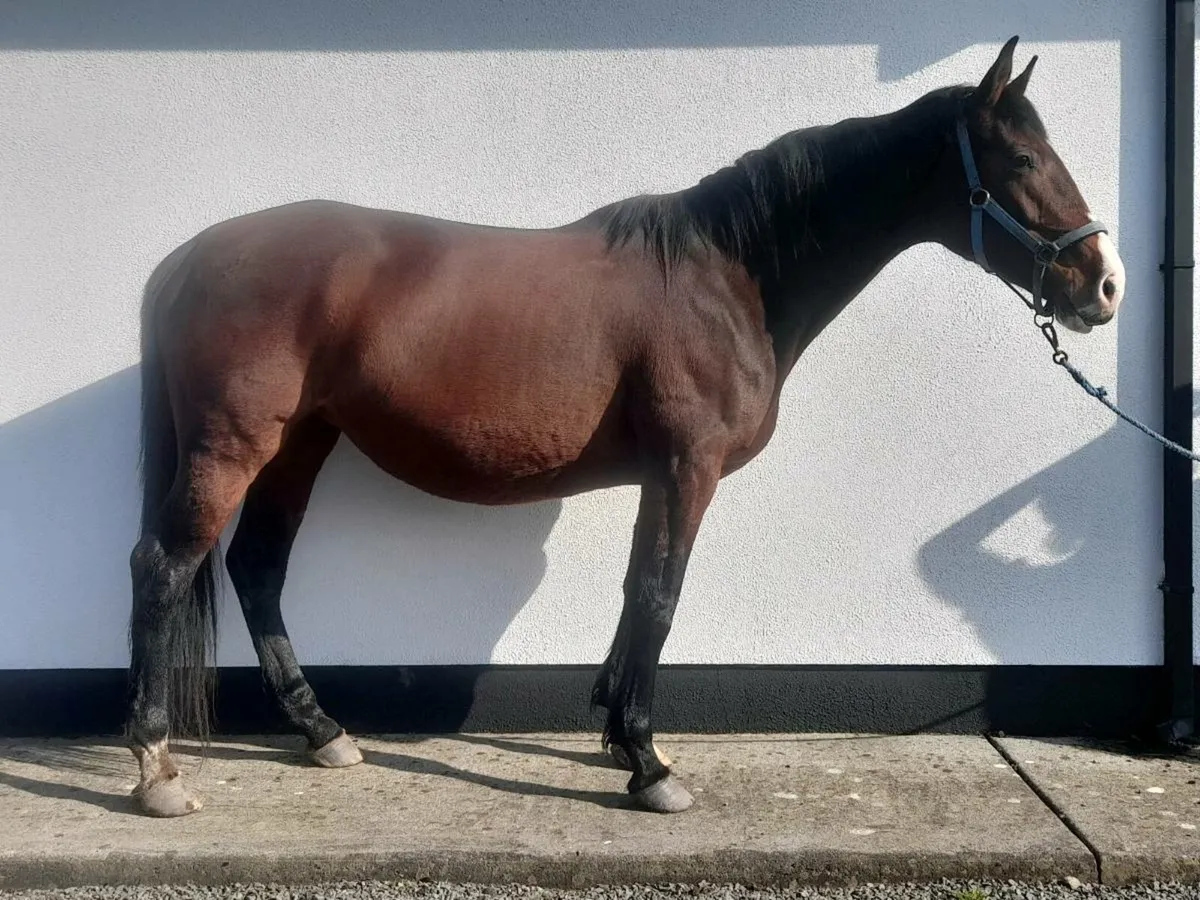 Horses - Image 2